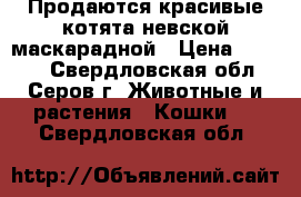 Продаются красивые котята невской маскарадной › Цена ­ 1 000 - Свердловская обл., Серов г. Животные и растения » Кошки   . Свердловская обл.
